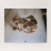 最も可愛い赤ん坊の動物 | Brown Dachshund Puppy ジグソーパズル (横)