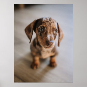 最も可愛い赤ん坊の動物 Brown Dachshund Puppy ポスター