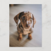 最も可愛い赤ん坊の動物 | Brown Dachshund Puppy ポストカード (正面)