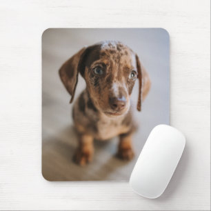 最も可愛い赤ん坊の動物   Brown Dachshund Puppy マウスパッド