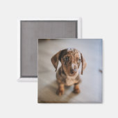 最も可愛い赤ん坊の動物 | Brown Dachshund Puppy マグネット (正面/裏面)