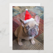 最も可愛い赤ん坊の動物 | Bulldog フランスの Christmas サンキューカード (正面/裏面)