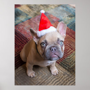 最も可愛い赤ん坊の動物 Bulldog フランスの Christmas ポスター