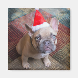 最も可愛い赤ん坊の動物 Bulldog フランスの Christmas マグネット