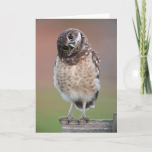 最も可愛い赤ん坊の動物 Burroing Owlet カード
