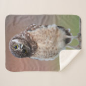 最も可愛い赤ん坊の動物 | Burroing Owlet シェルパブランケット (正面(横))
