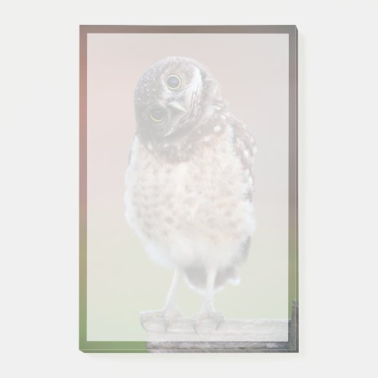 最も可愛い赤ん坊の動物 | Burroing Owlet ポストイット (正面)