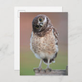 最も可愛い赤ん坊の動物 | Burroing Owlet ポストカード (正面/裏面)