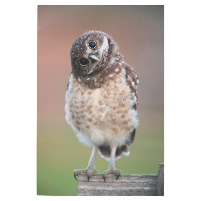 最も可愛い赤ん坊の動物 | Burroing Owlet メタルプリント (正面)