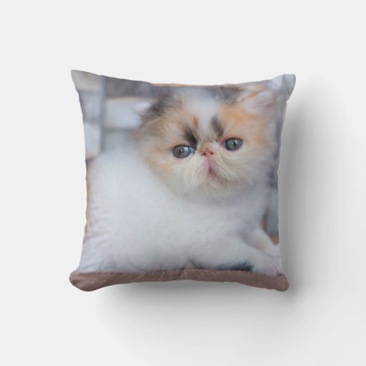 最も可愛い赤ん坊の動物 | Calicoペルシャ猫 クッション (正面)