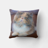 最も可愛い赤ん坊の動物 | Calicoペルシャ猫 クッション (裏面)