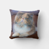 最も可愛い赤ん坊の動物 | Calicoペルシャ猫 クッション (正面)