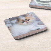 最も可愛い赤ん坊の動物 | Calicoペルシャ猫 コースター (左側)
