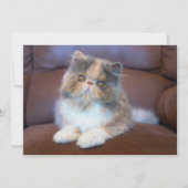 最も可愛い赤ん坊の動物 | Calicoペルシャ猫 サンキューカード (正面)