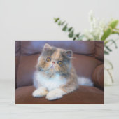 最も可愛い赤ん坊の動物 | Calicoペルシャ猫 サンキューカード (スタンド正面)