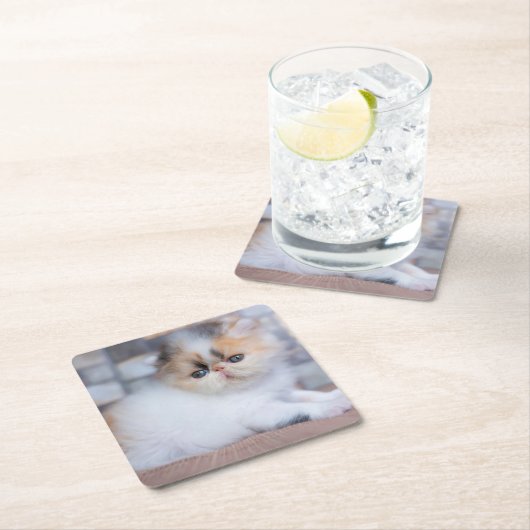 最も可愛い赤ん坊の動物 | Calicoペルシャ猫 スクエアペーパーコースター (インサイチュ)