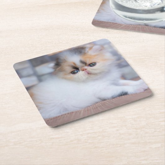 最も可愛い赤ん坊の動物 | Calicoペルシャ猫 スクエアペーパーコースター (アングル)