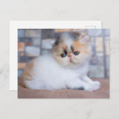 最も可愛い赤ん坊の動物 | Calicoペルシャ猫 ポストカード (正面/裏面)