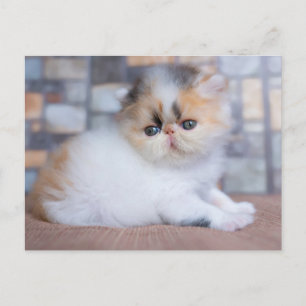 最も可愛い赤ん坊の動物 Calicoペルシャ猫 ポストカード