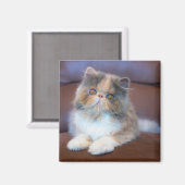 最も可愛い赤ん坊の動物 | Calicoペルシャ猫 マグネット (正面/裏面)