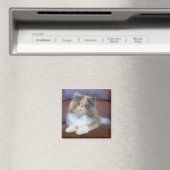 最も可愛い赤ん坊の動物 | Calicoペルシャ猫 マグネット (インサイチュ (食洗機))