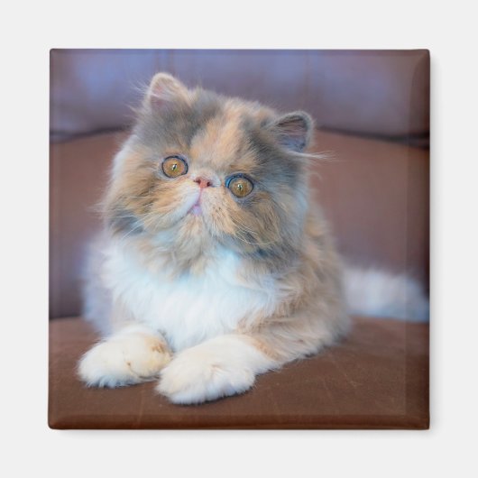 最も可愛い赤ん坊の動物 | Calicoペルシャ猫 マグネット (正面)