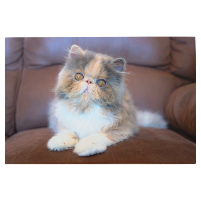 最も可愛い赤ん坊の動物 | Calicoペルシャ猫 メタルプリント (正面)