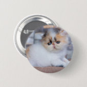 最も可愛い赤ん坊の動物 | Calicoペルシャ猫 缶バッジ (正面&裏面)