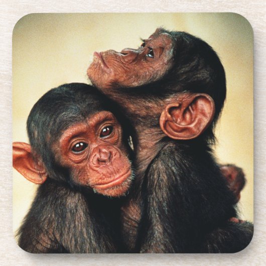 最も可愛い赤ん坊の動物 | Chimpanzee Hug コースター (正面)