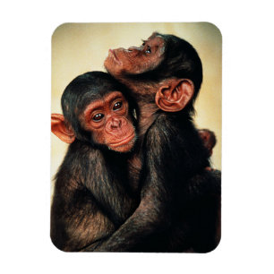 最も可愛い赤ん坊の動物 Chimpanzee Hug マグネット