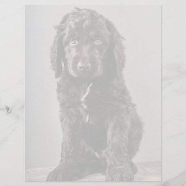 最も可愛い赤ん坊の動物 | Cockapoo Puppy (正面)