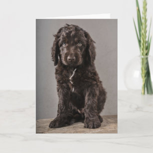 最も可愛い赤ん坊の動物 Cockapoo Puppy カード