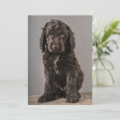 最も可愛い赤ん坊の動物 | Cockapoo Puppy サンキューカード (スタンド正面)