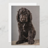 最も可愛い赤ん坊の動物 | Cockapoo Puppy サンキューカード (正面/裏面)