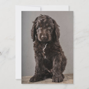 最も可愛い赤ん坊の動物 Cockapoo Puppy サンキューカード