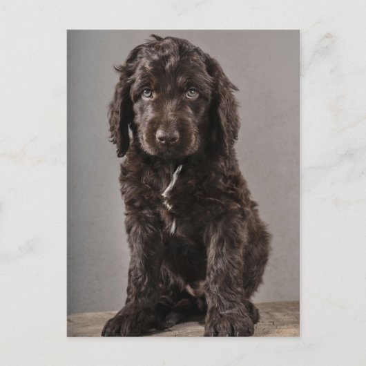 最も可愛い赤ん坊の動物 | Cockapoo Puppy ポストカード (正面)