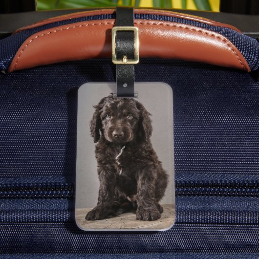 最も可愛い赤ん坊の動物 | Cockapoo Puppy ラゲッジタグ (正面インサイチュ2)