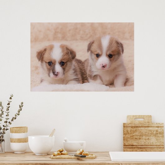 最も可愛い赤ん坊の動物 | Corgiの子犬たち2匹 ポスター (キッチン)