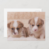 最も可愛い赤ん坊の動物 | Corgiの子犬たち2匹 ポストカード (正面/裏面)