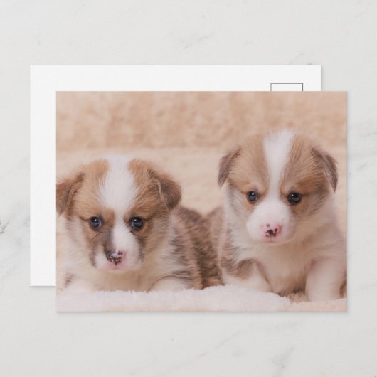最も可愛い赤ん坊の動物 | Corgiの子犬たち2匹 ポストカード (正面/裏面)