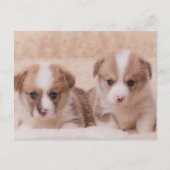 最も可愛い赤ん坊の動物 | Corgiの子犬たち2匹 ポストカード (正面)