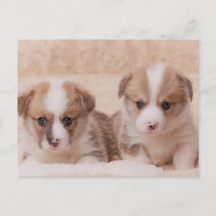 最も可愛い赤ん坊の動物 Corgiの子犬たち2匹 ポストカード