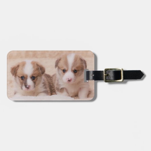 最も可愛い赤ん坊の動物 | Corgiの子犬たち2匹 ラゲッジタグ (正面横)