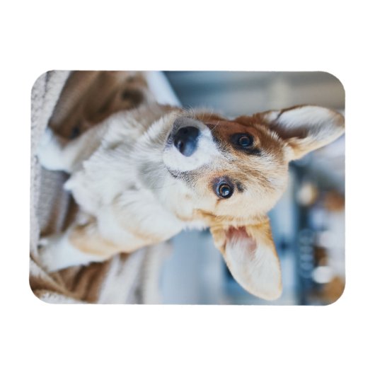 最も可愛い赤ん坊の動物 | Corgiヘッドの傾き マグネット (横)