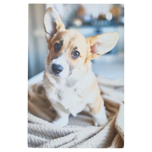 最も可愛い赤ん坊の動物 | Corgiヘッドの傾き メタルプリント (正面)