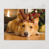 最も可愛い赤ん坊の動物 | Corgi Christmas Reindeer ポストカード (正面)
