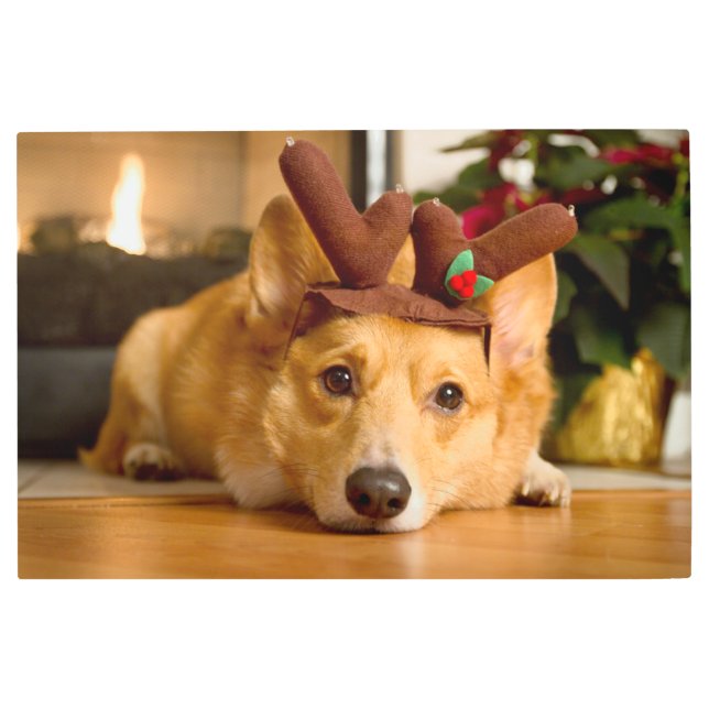 最も可愛い赤ん坊の動物 | Corgi Christmas Reindeer メタルプリント (正面)