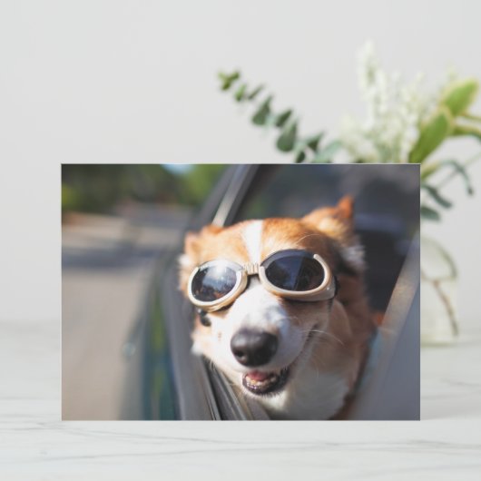 最も可愛い赤ん坊の動物 | Corgi Goggles in the Car サンキューカード (スタンド正面)
