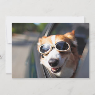 最も可愛い赤ん坊の動物 Corgi Goggles in the Car サンキューカード