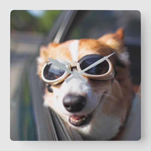 最も可愛い赤ん坊の動物 | Corgi Goggles in the Car スクエア壁時計 (正面)